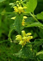 query_yellow_bartsia.jpg