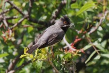 035 Ruppell's Warbler.jpg