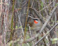 siberian rubythroat.jpg