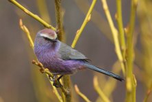 white-browed tit warbler.JPG