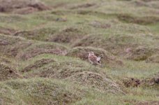 tibetan lark displaying.jpg