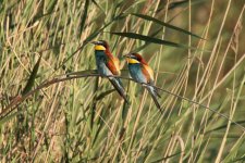 037 Bee-eaters.jpg