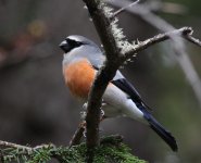 grey-headed bullfinch.JPG