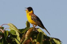 041 Black-headed Bunting.jpg