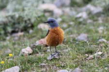 042 Rock Thrush.jpg