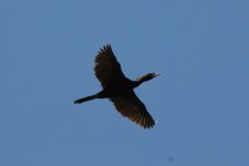 044 Pygmy Cormorant.jpg