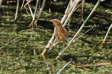 047 Little Bittern.jpg