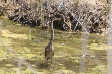 048 Purple Heron.jpg