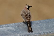 050 Horned Lark.jpg