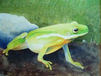 green tree frog II.jpg