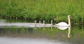 Mute Swan family.jpg