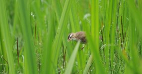 Sedge Warbler.jpg