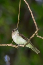 mangrove whistler.jpg