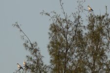 pied imperial pigeon.jpg