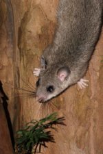 2012_07_05_Edible_Dormouse_2 (427x640).jpg