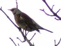 fieldfare willeville wb jan 06.jpg