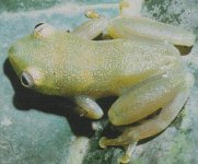 treefrog from Cameroon 5_edited.jpg