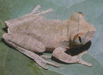 treefrog from Cameroon 10_edited.jpg