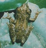 treefrog from Cameroon 11_edited.jpg