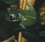 treefrog from Cameroon 12_edited.jpg