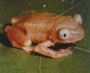 treefrog from Cameroon 14_edited.jpg