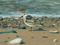 Sanderling---Pensarn.jpg