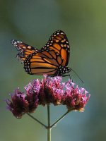 Monarch-on-Verbena5.jpg