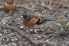 brambling230106a.jpg