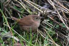 wren230106b.jpg