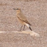 wheatear f_1_3.jpg