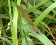 banded_demoiselle_female.jpg