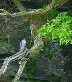 Tree-Peregrine.jpg