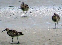 whimbrel cruisetown apr 06.jpg