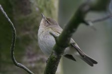 chiffchaff120406a.jpg