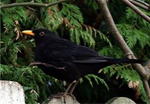blackbird 1 (Small).jpg