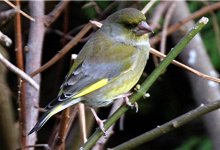 greenfinch 1 (Small).jpg