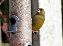 greenfinch 2 (Small).jpg