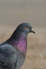 feralpigeon130306a.jpg