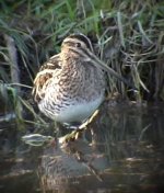 Common Snipe Wexford 2005 Nov 19.jpg