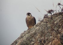 Peregrine 2005 08 14 Contax.jpg