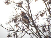 Colyton Hawfinch - Jan 06.jpg