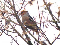 Colyton Hawfinch2 - Jan 06.JPG