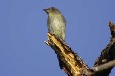 1. Flycatcher.jpg