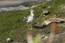 4. Phalorope-2-maybe.jpg