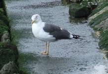 Great Black-backed Gull, Cais do Sodre, Lisbon, Portugal.jpg