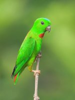 male blue-crowned hanging parrot.jpg