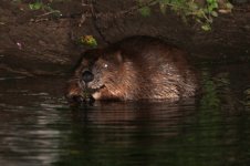 2012_08_11_European_Beaver (4) (800x533).jpg