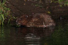 2012_08_11_European_Beaver (5) (800x533).jpg