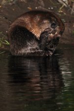 2012_08_11_European_Beaver (6) (533x800).jpg