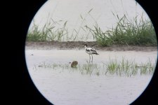 pied avocet p.snipe nex7 orig kw25x _DSC0683.jpg